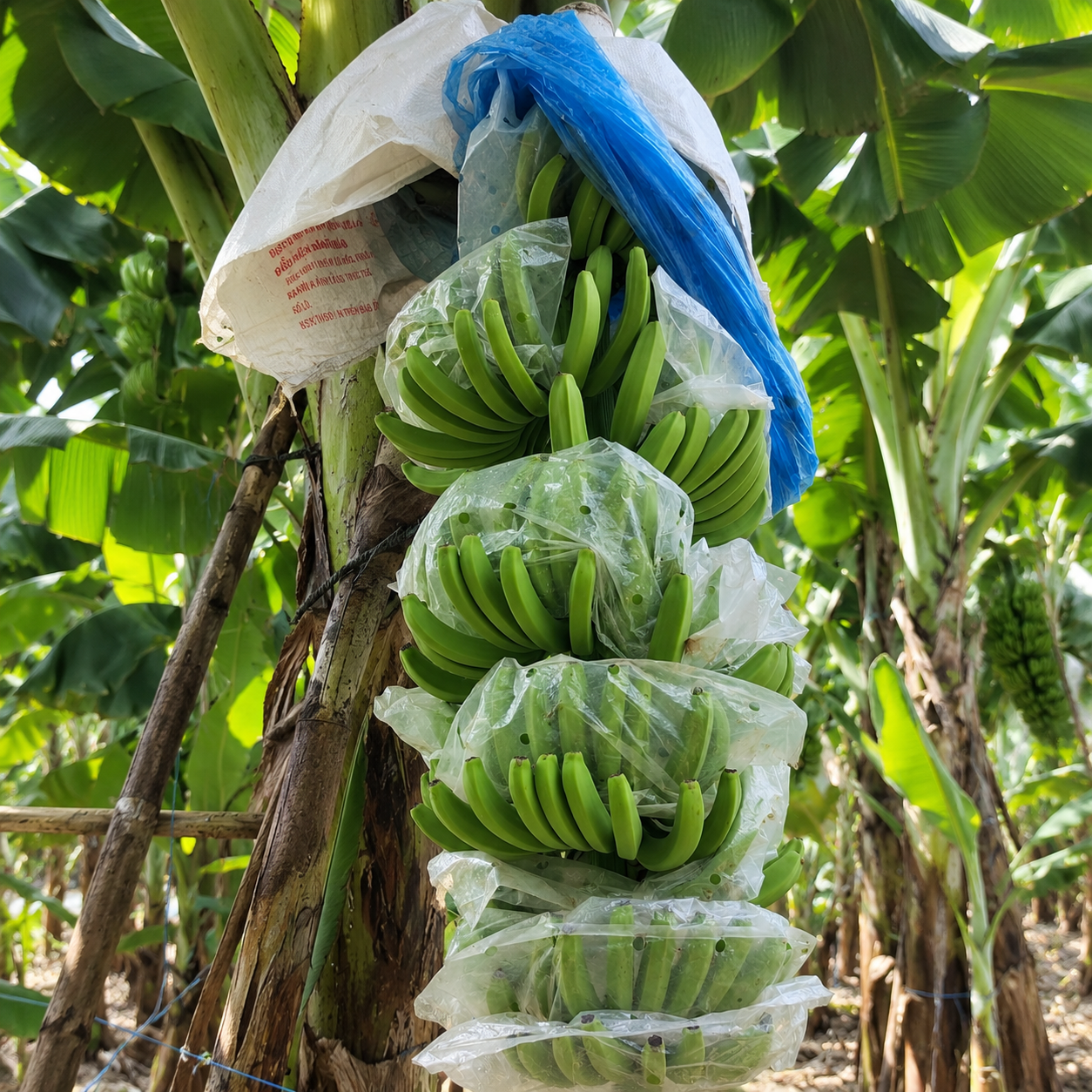 Túi Trùm Nãi Chuối
